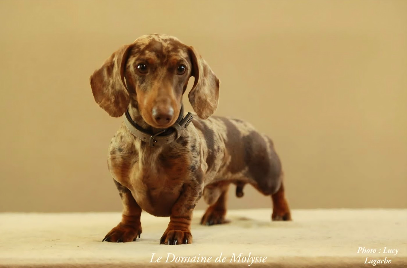 Kardamom clever brave