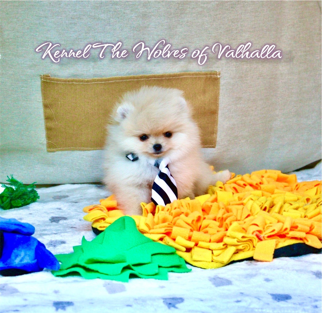 The Wolves Of Valhalla - Chiots disponibles - Spitz allemand