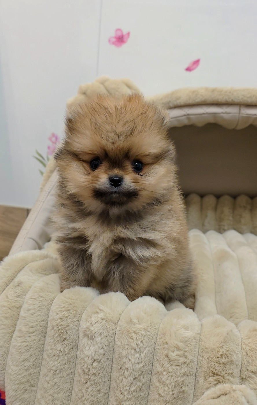 The Wolves Of Valhalla - Chiots disponibles - Spitz allemand