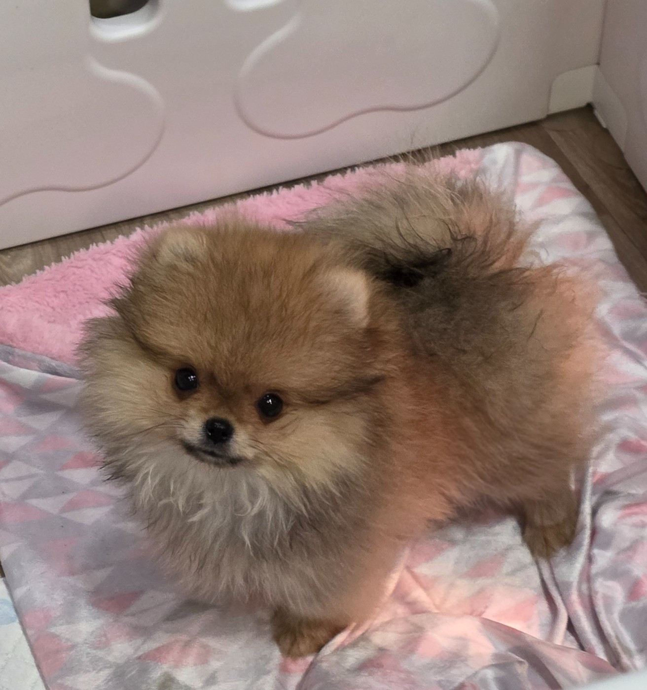 The Wolves Of Valhalla - Chiots disponibles - Spitz allemand