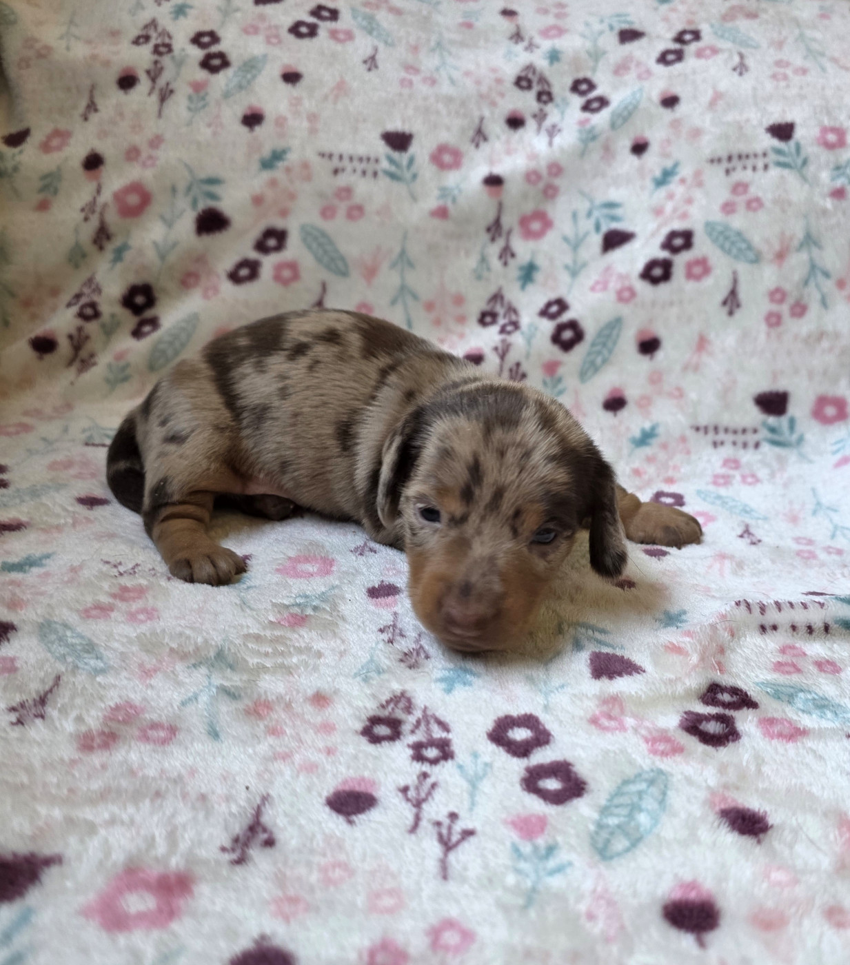 The Wolves Of Valhalla - Chiots disponibles - Teckel poil ras