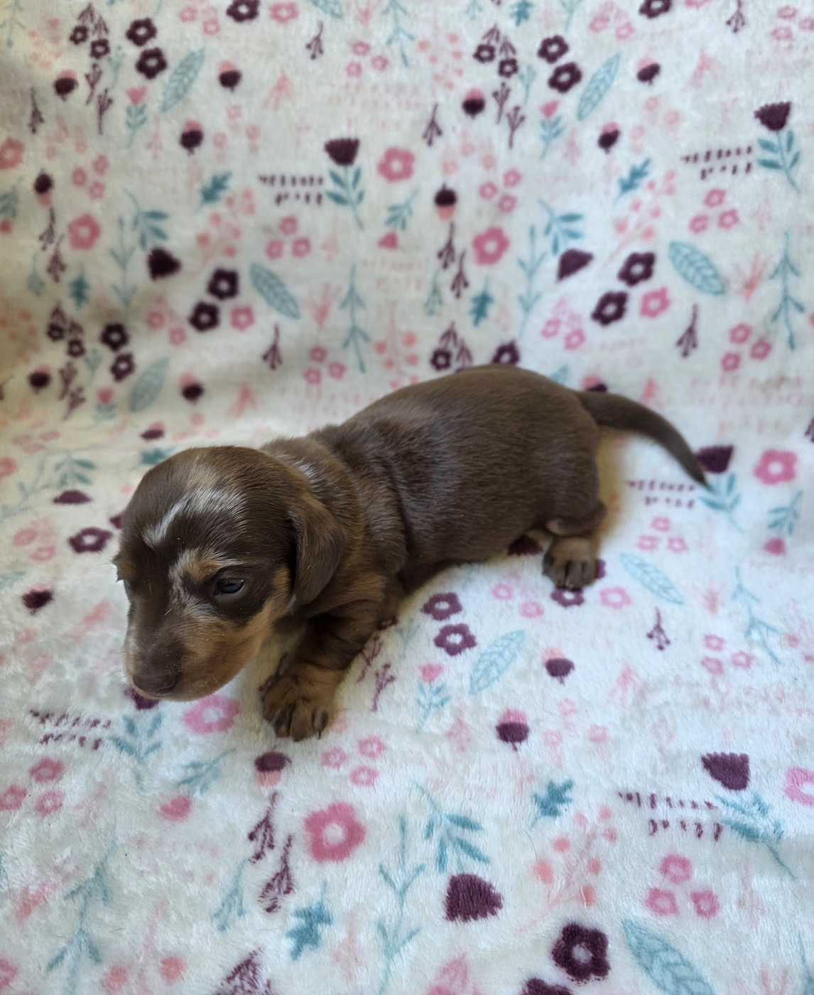 The Wolves Of Valhalla - Chiots disponibles - Teckel poil ras