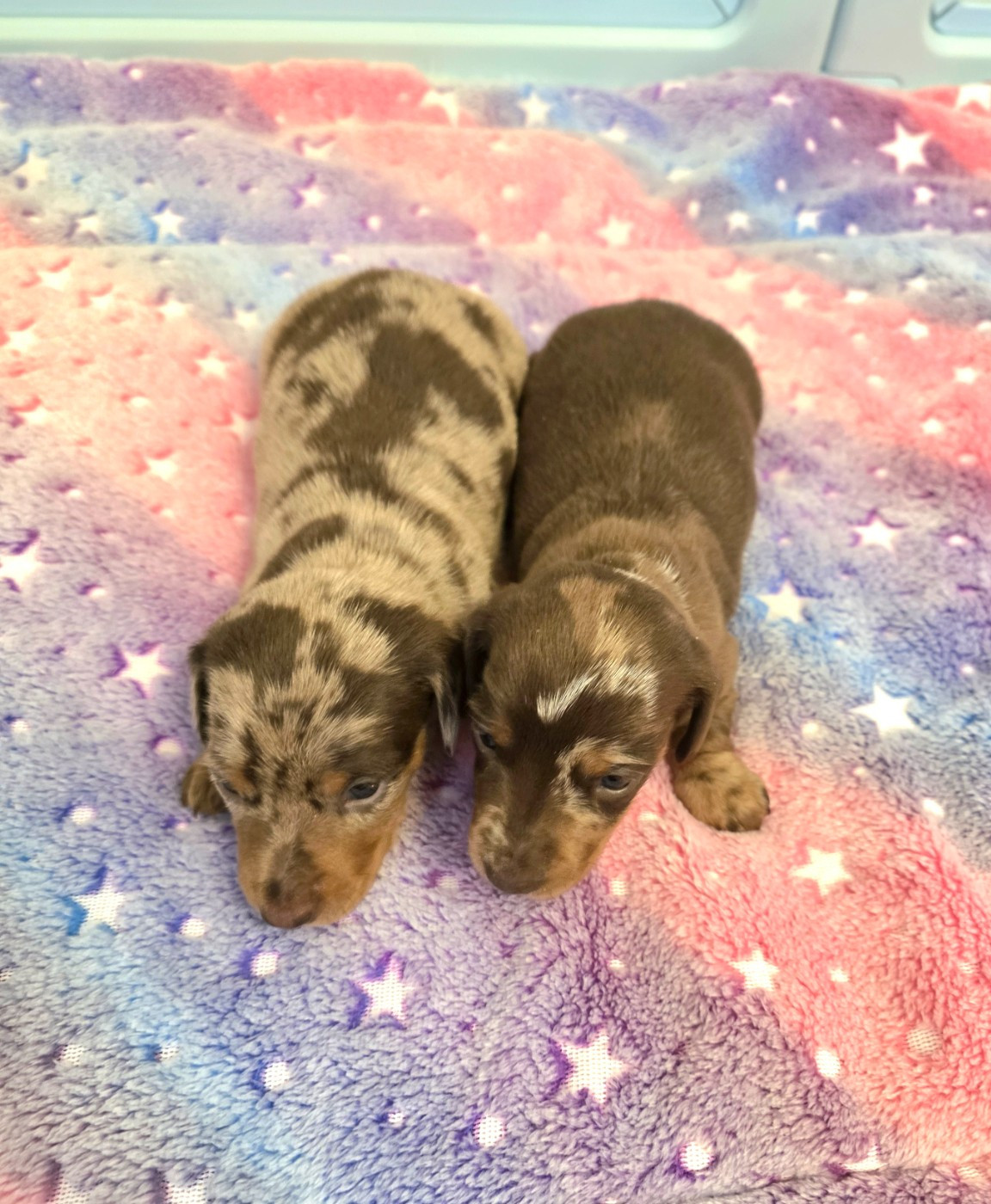 The Wolves Of Valhalla - Teckel poil ras - Portée née le 16/02/2026