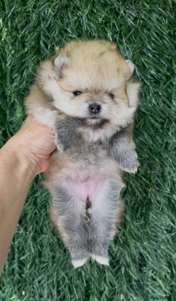 The Wolves Of Valhalla - Chiots disponibles - Spitz allemand