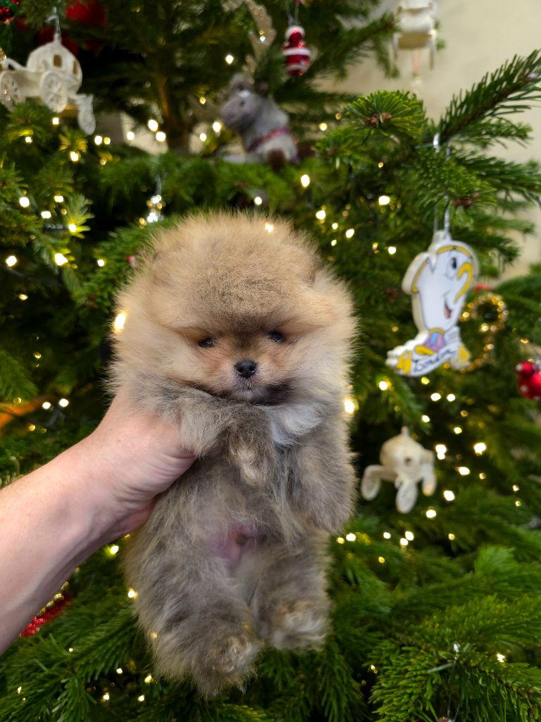 The Wolves Of Valhalla - Chiots disponibles - Spitz allemand