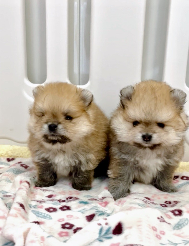 Chiot Spitz allemand The Wolves Of Valhalla