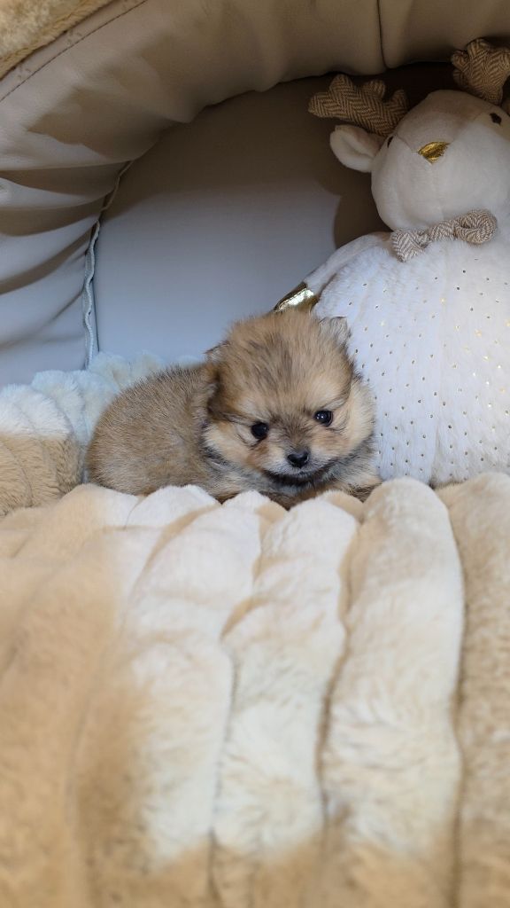 The Wolves Of Valhalla - Chiots disponibles - Spitz allemand