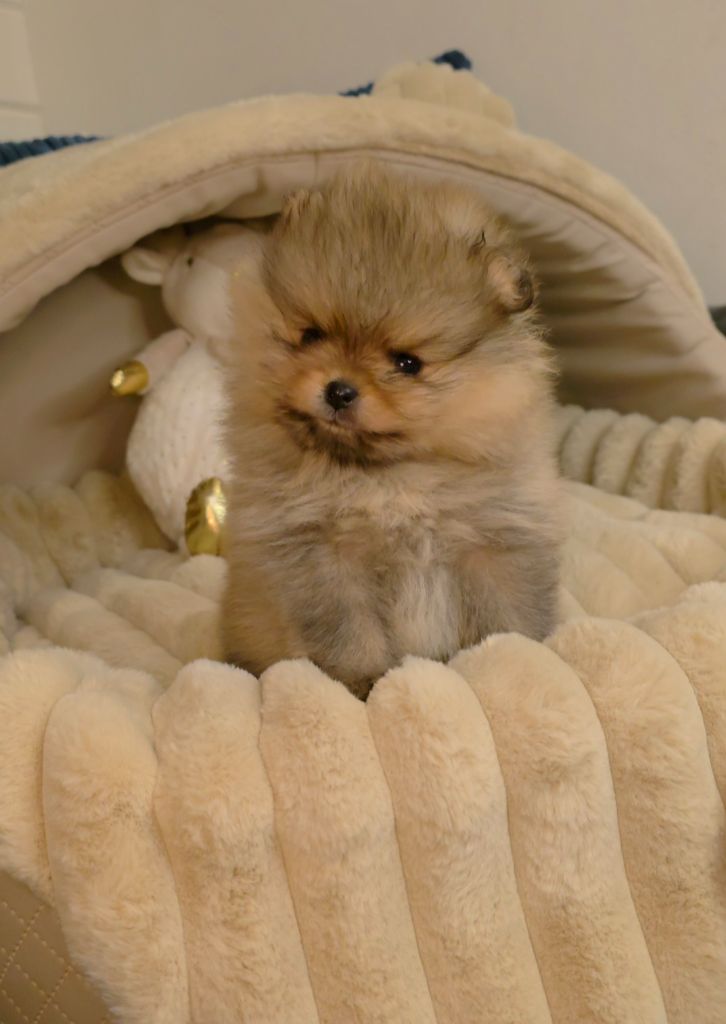 The Wolves Of Valhalla - Spitz allemand - Portée née le 26/10/2025