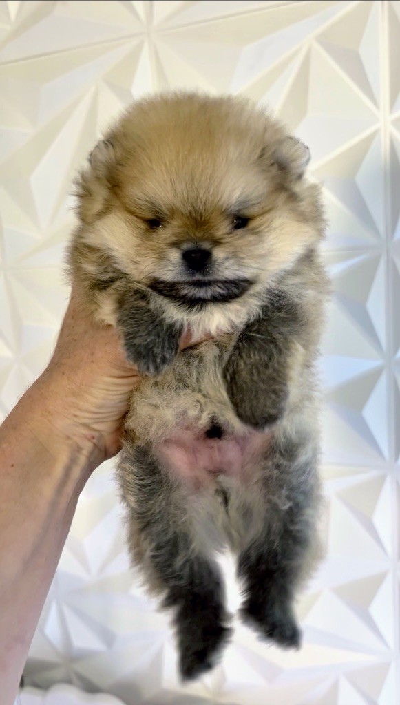The Wolves Of Valhalla - Chiots disponibles - Spitz allemand