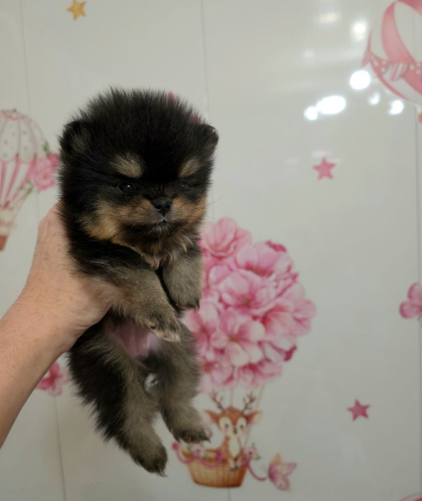 The Wolves Of Valhalla - Chiots disponibles - Spitz allemand